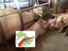 IGS-Thüringen: Ferkel und Muttersau im Abferkelabteil
© IGS Thüringen