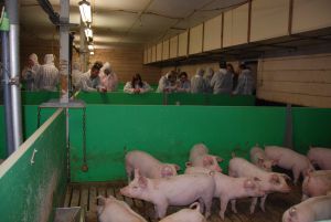 Schweinehalter aus Thüringen im Stallgespräch mit Landwirten der MuD-Betriebe (Foto: BLE)