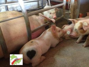 IGS-Thüringen: Ferkel und Muttersau im Abferkelabteil
&copy; IGS Thüringen