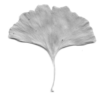 Gingko Blatt
© SM