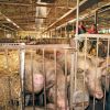 IGS Thüringen: Blick in einen Schweinestall mit Abluftkaminen